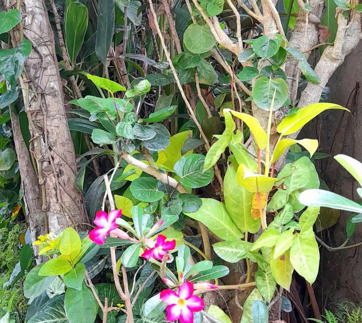 Sari Kembang Villa Ubud 2